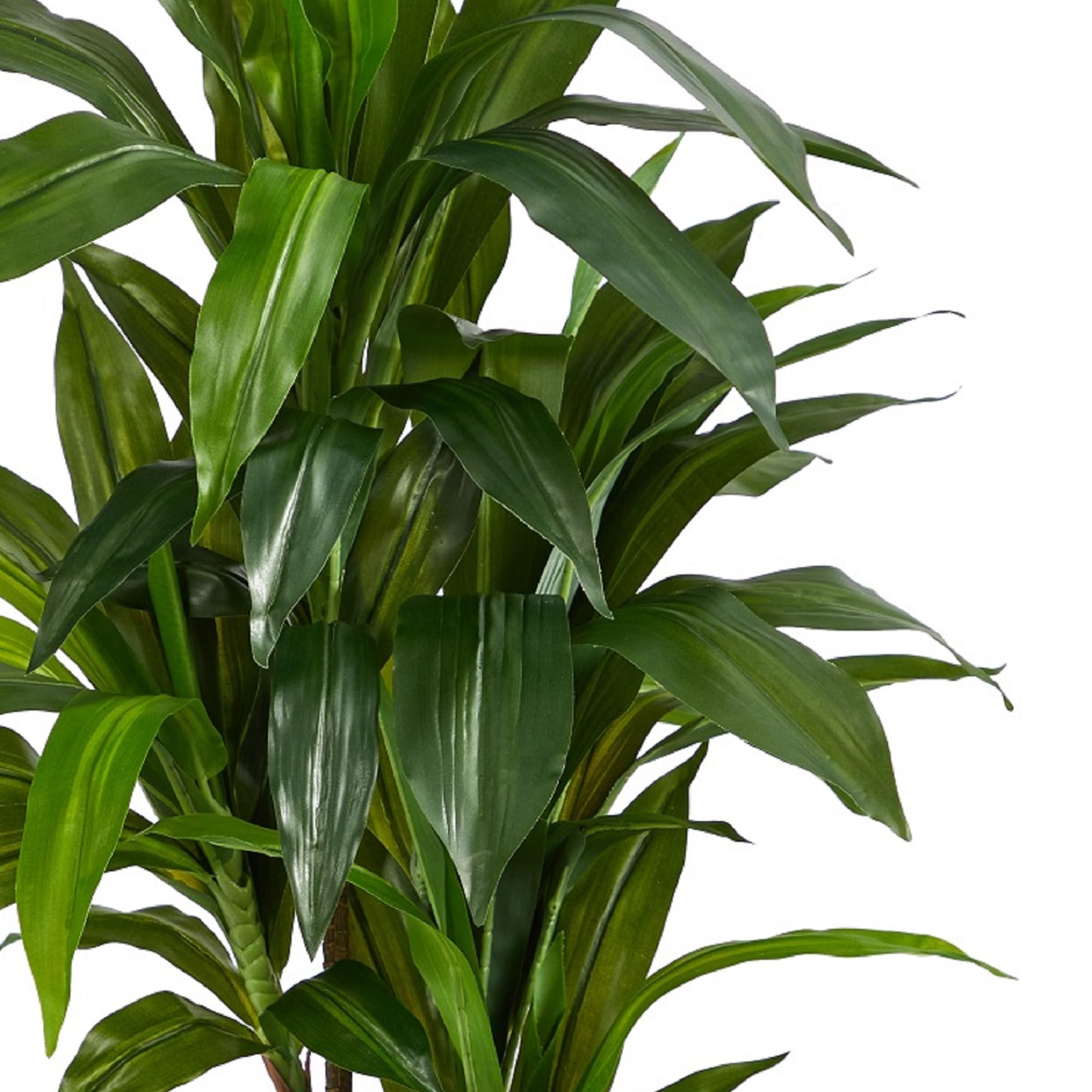 Nearly Natural dracaena durable, maintenance-free option for allergy-conscious homes.