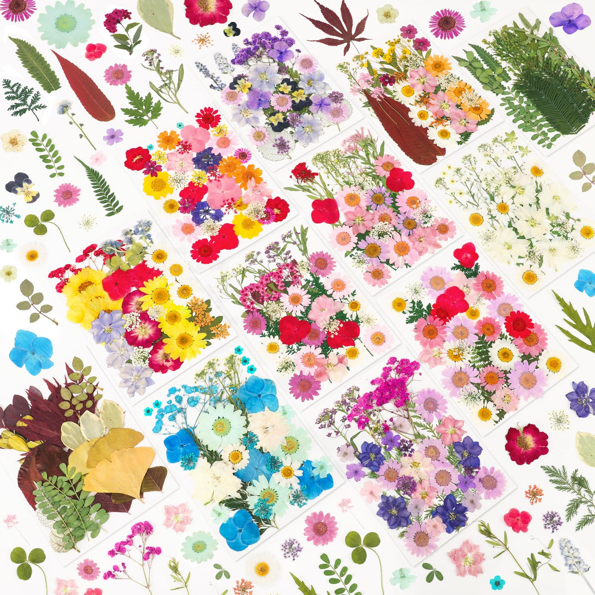 NESCCI 420 pcs pressed flowers in vacuum packaging for pristine resin crafts