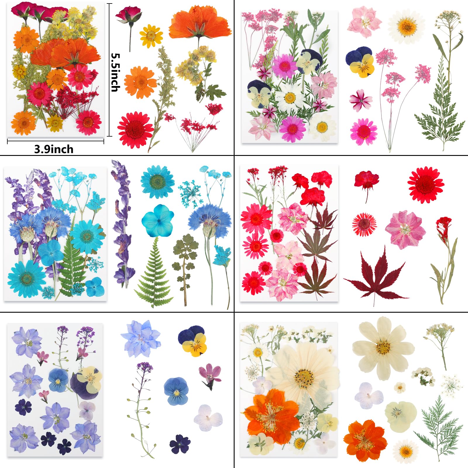 NESCCI pressed flower sheets show 14.5 cm by 10.5 cm size for easy layouts.