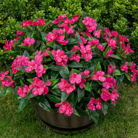 Nigirior impatiens rose red outdoor bundle enhances porch planters with lasting color.