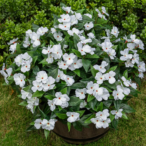 Nigirior outdoor white Impatiens in a planter, maintenance-free curb appeal.