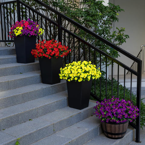 Nigirior yellow morning-glory outdoor flowers add color to sunlit porches