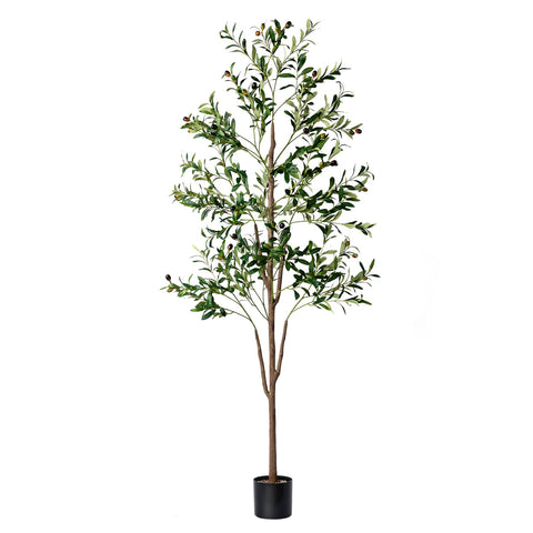 NOVAROOT Olive Tree 6ft tall in planter for living room decor.