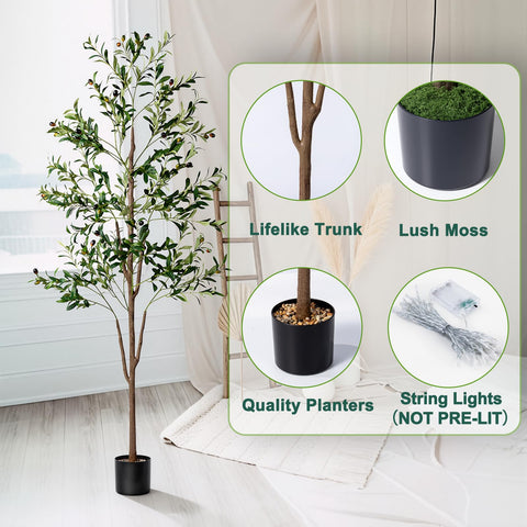 NOVAROOT Olive Tree adjustable branches allow shaping fullness.