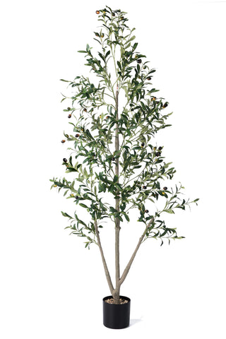 NOVAROOT olive tree with planter and moss for cozy indoor decor