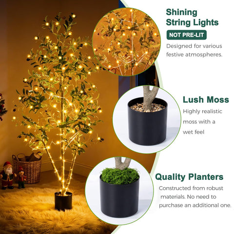 Sturdy black planter for NOVAROOT olive tree stability