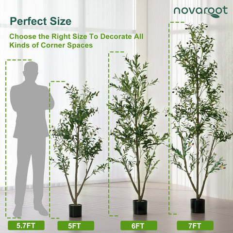 NOVAROOT olive tree ideal for home and office decor ideas