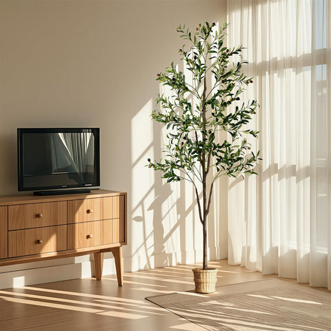 NOVAROOT Olive Tree office decor with low maintenance.