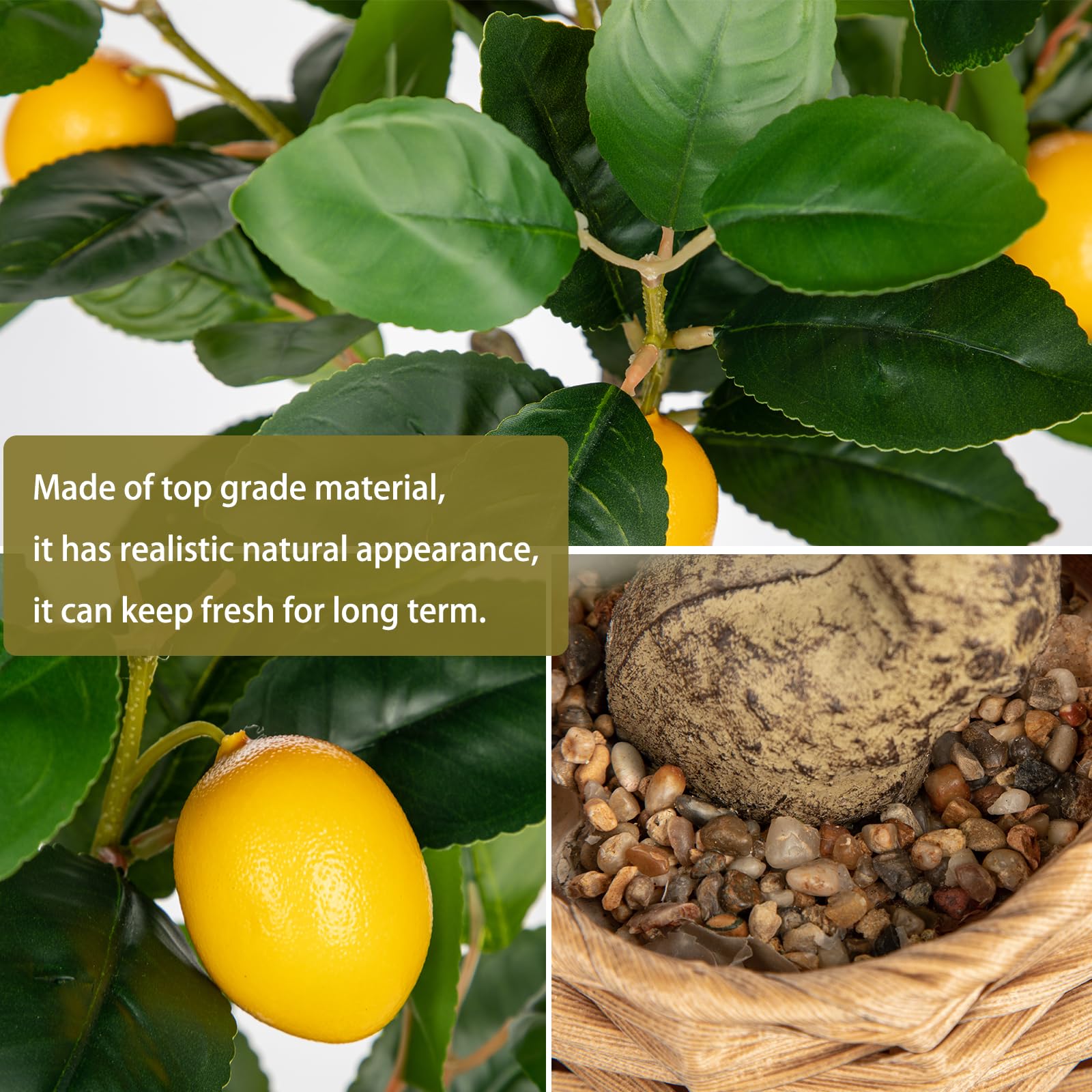 Oairse lemon tree full plant adds natural charm to living spaces.
