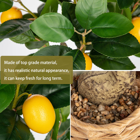Oairse lemon tree full plant adds natural charm to living spaces.
