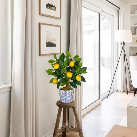 Oairse indoor lemon tree ideal for office or living room.