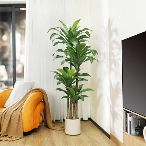 Oakred dracaena tree near entry provides welcoming decor.