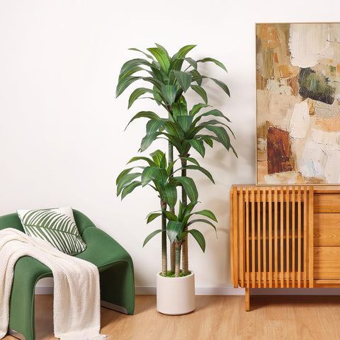 Oakred dracaena full display with faux seaweed filler for fullness.