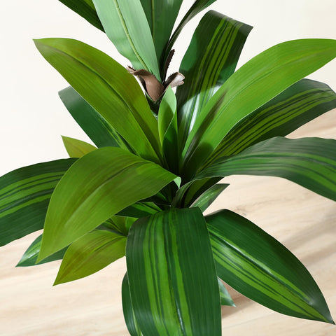Oakred dracaena leaves close-up showcases realistic fullness.