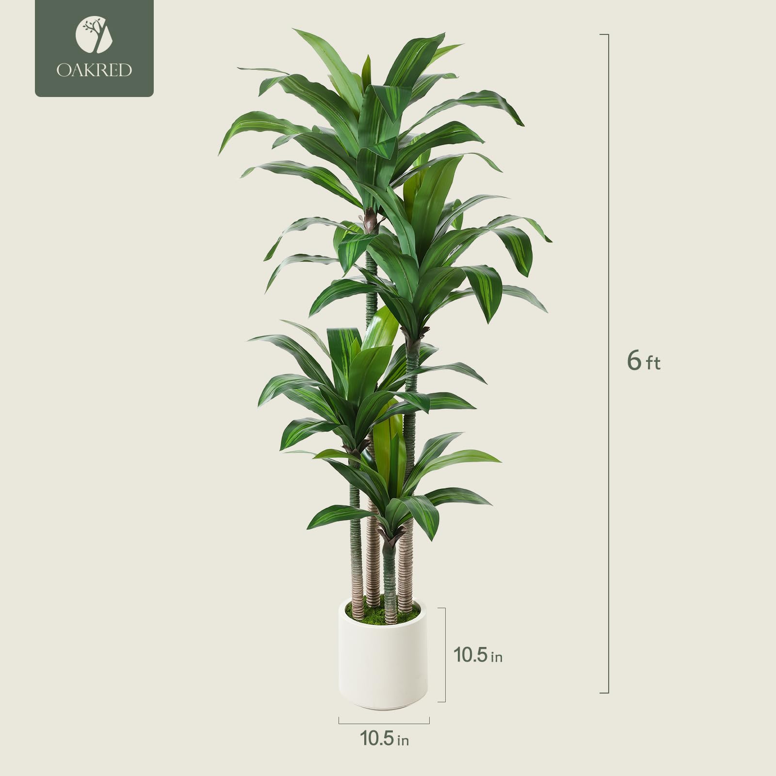 Oakred dracaena tree in living room elevates the space.