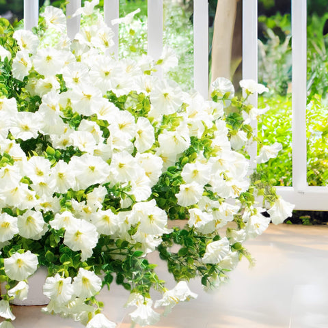 Orphidel white flowers with green eucalyptus stems brighten porches.