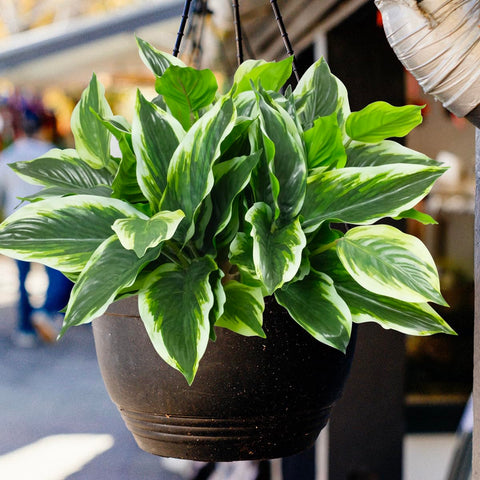 OTATOT UV-resistant outdoor plants endure sun for porch displays.