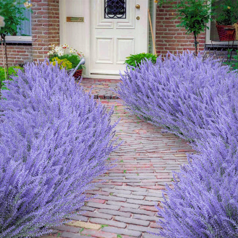 Ouddy Decor lavender bundles with five flower branches offer tall, full florals.