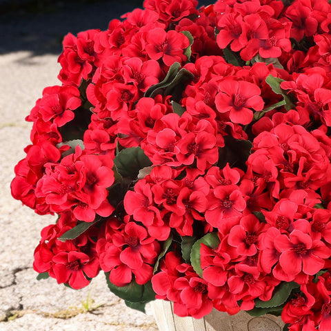PABREY silk geraniums offer maintenance-free beauty outdoors.