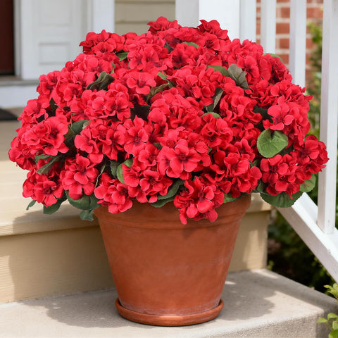 PABREY twelve-pack geraniums to fill pots and baskets with color.