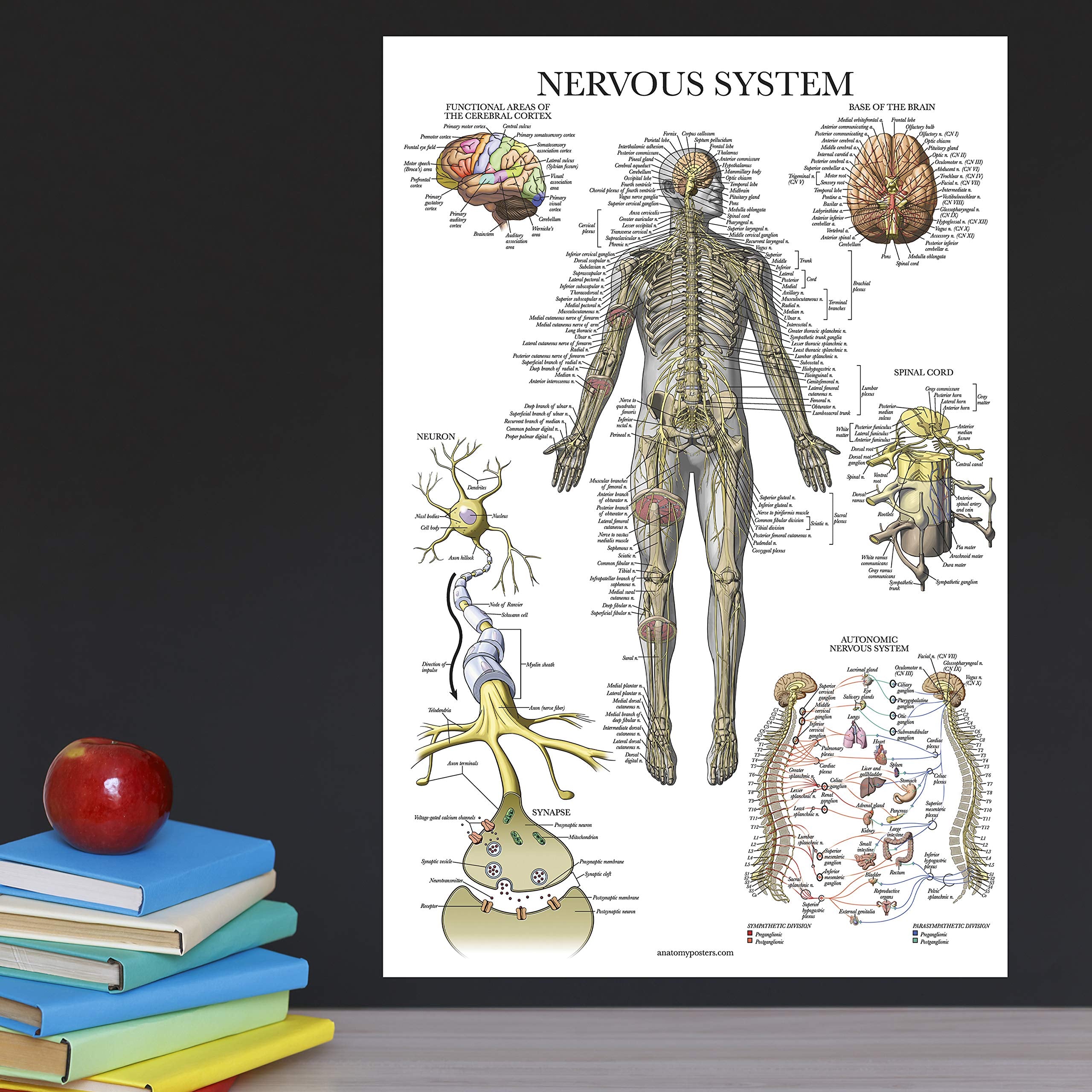Palace Learning circulatory poster shows heart and vessels for quick vascular reference.