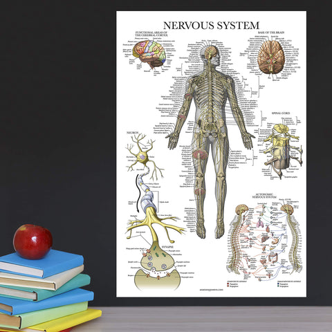 Palace Learning circulatory poster shows heart and vessels for quick vascular reference.
