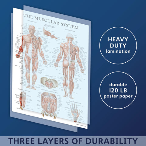 Palace Learning digestive poster outlines organs and pathways for clear, step-by-step learning.