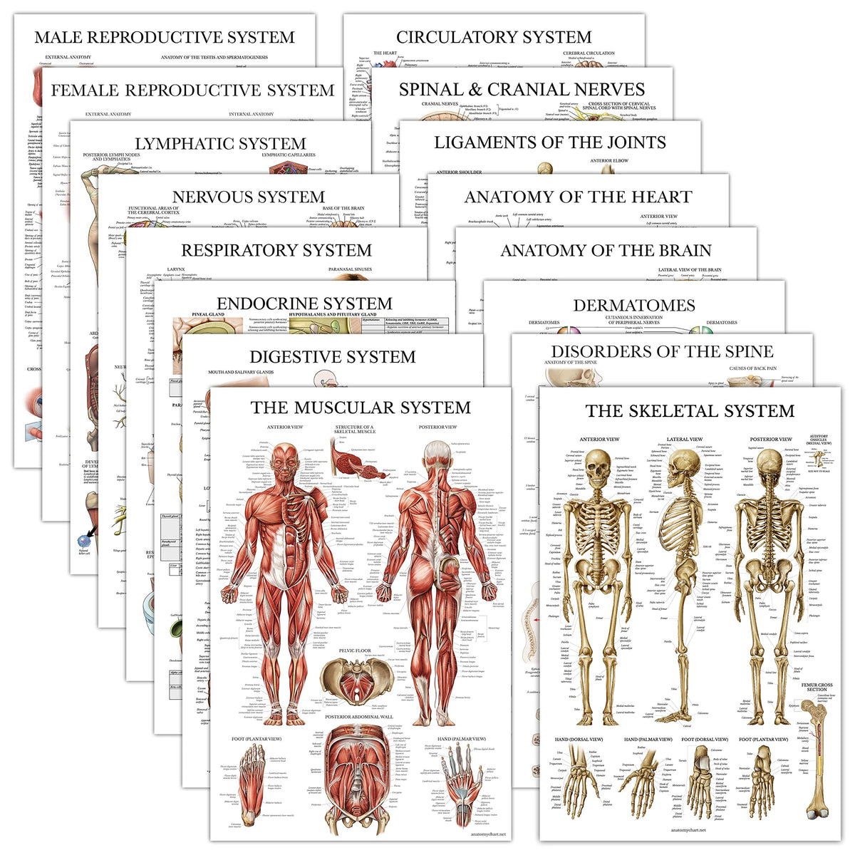 Palace Learning muscular poster clearly maps the muscular system for easier anatomy study.