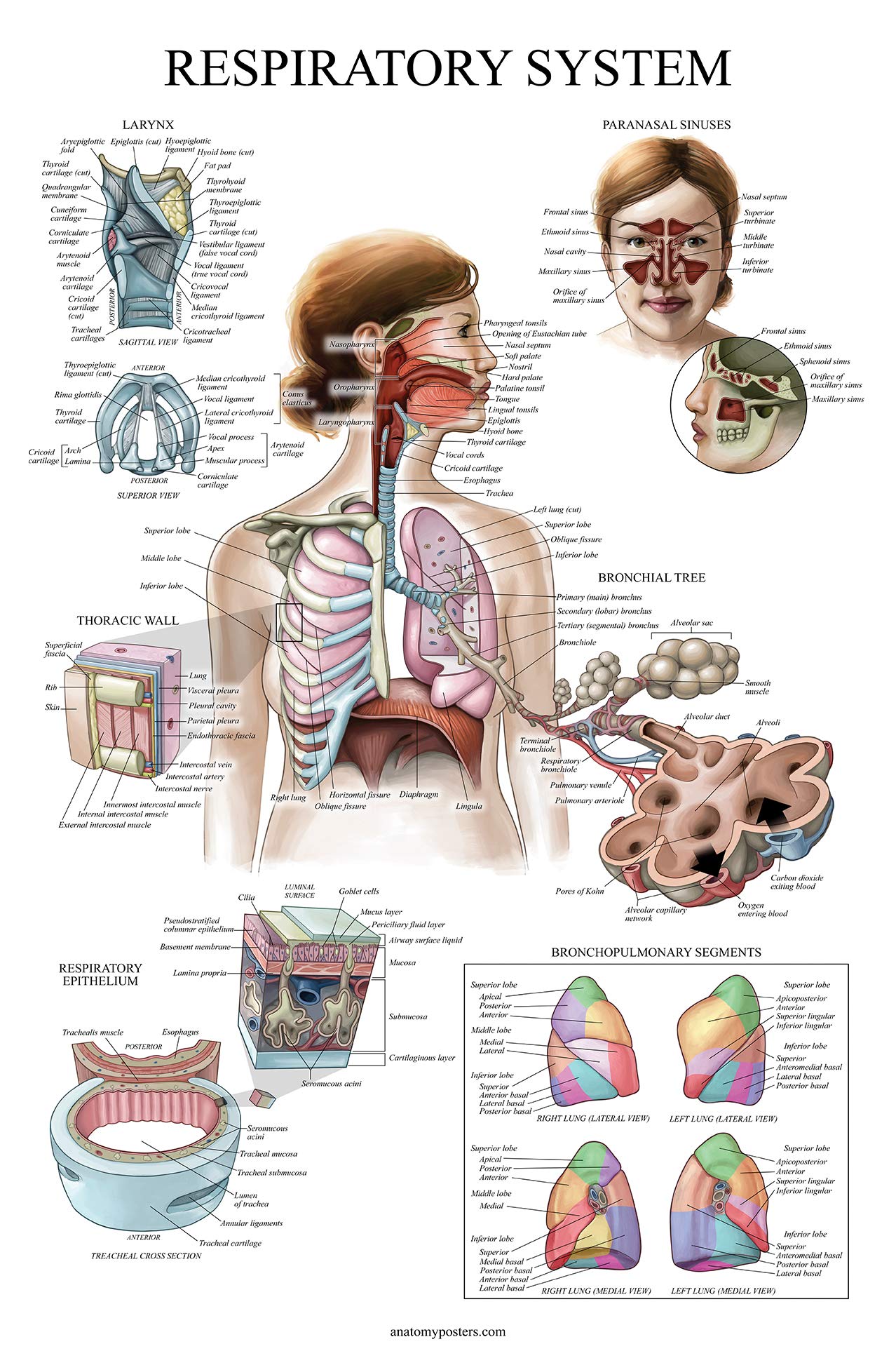 Palace Learning nervous poster maps the brain, nerves, and pathways for focused revision.