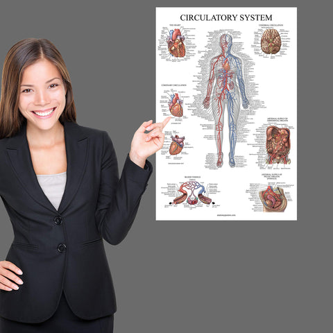 Palace Learning respiratory poster depicts lungs and airways for visualized practice.