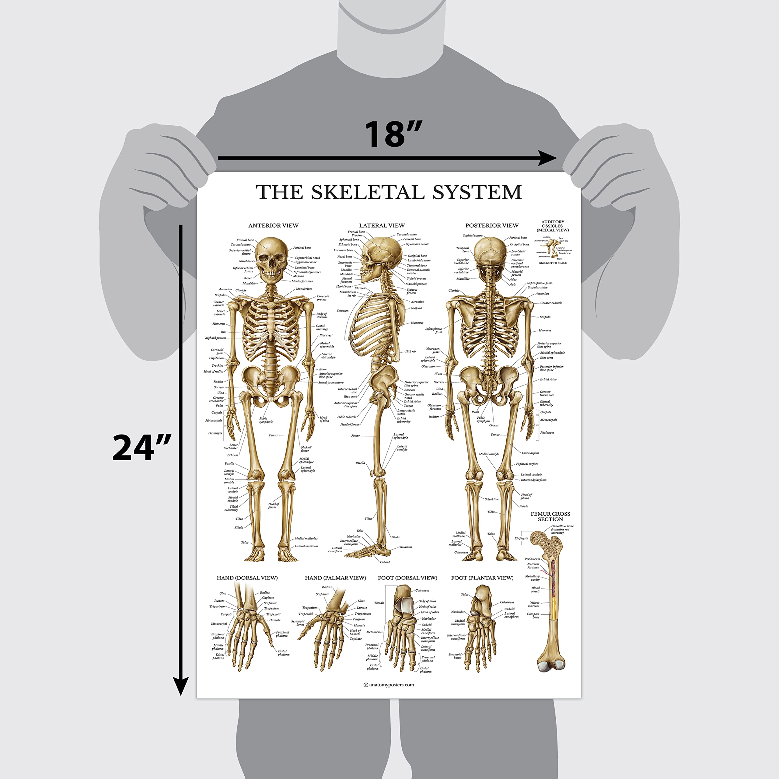 Palace Learning skeletal poster highlights bones and joints for quick reference during lessons.