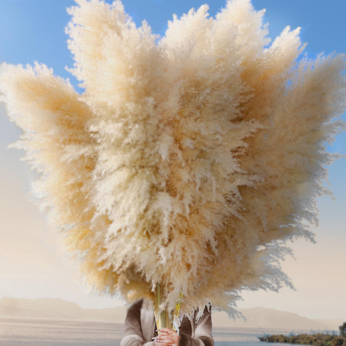 Pasuvsigt 12pc pampas grass 40in bundle in sunlight adds natural drama to a vase