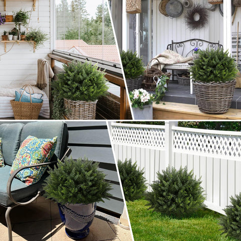 Pertivery year-round greenery for indoors and outdoors.