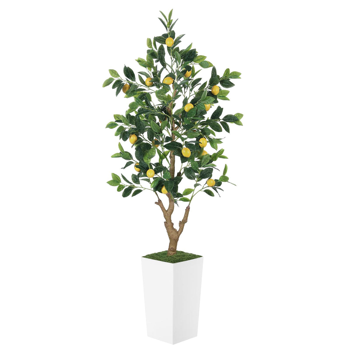 PHYTREE 5ft lemon tree in a white planter enhances indoor decor.