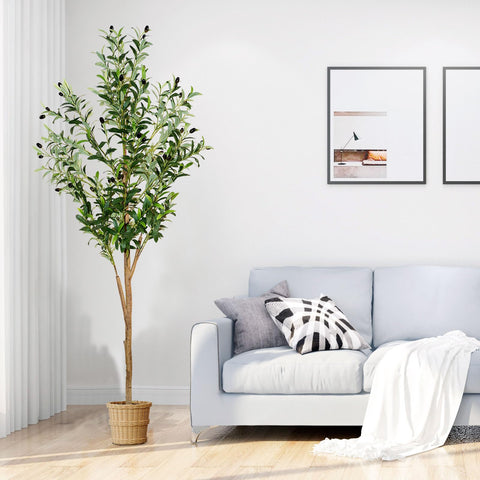 Plantsworld olive tree makes a thoughtful gift for holidays or housewarmings