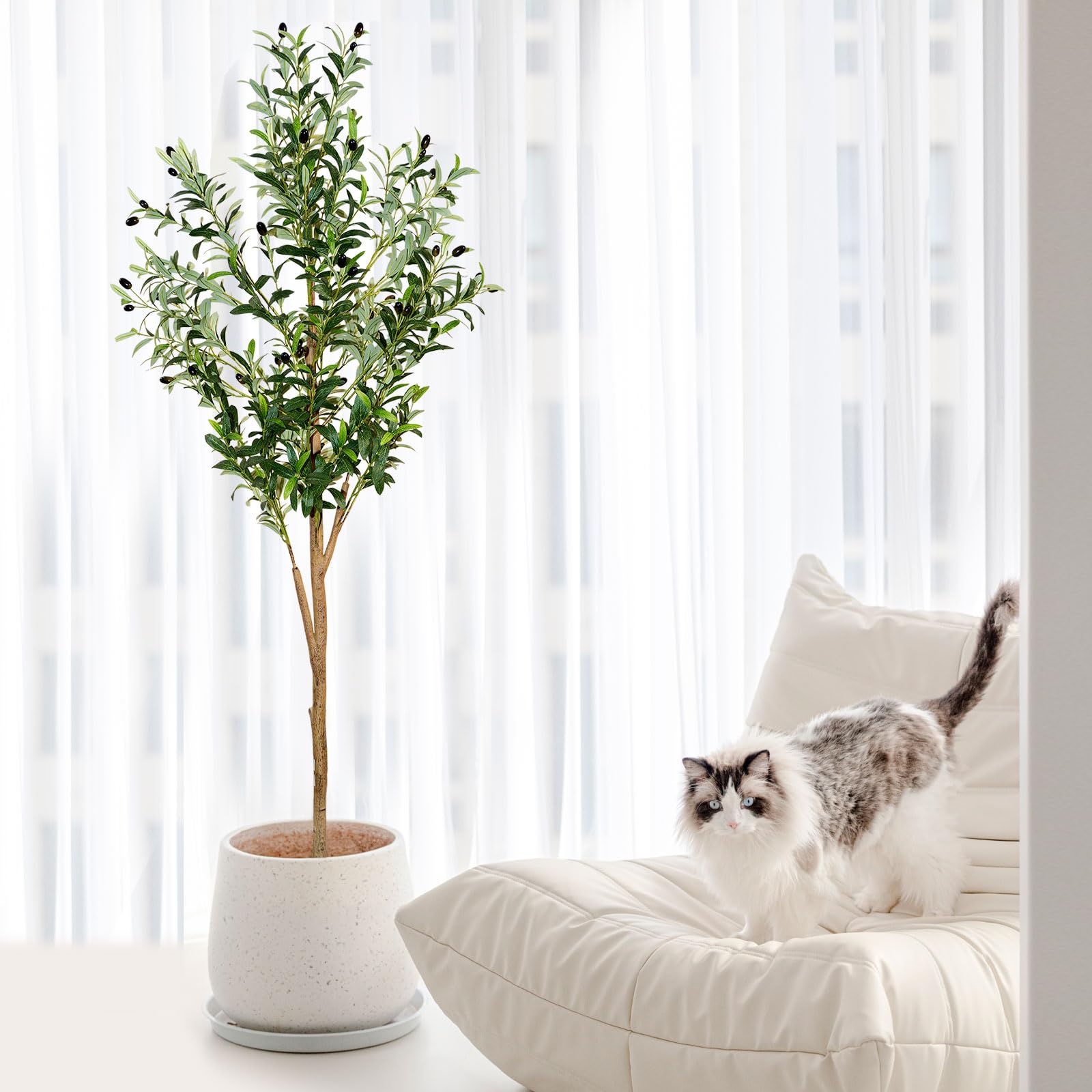 Plantsworld olive tree is ideal for office decor and living spaces