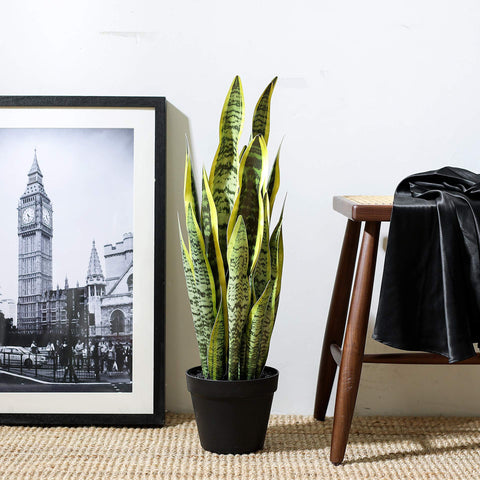 QL DESIGN snake plant on a covered patio adds year-round color.