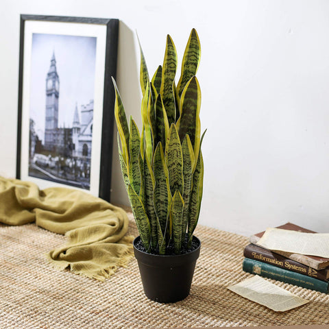 QL DESIGN ready-to-display plant in included pot simplifies setup.