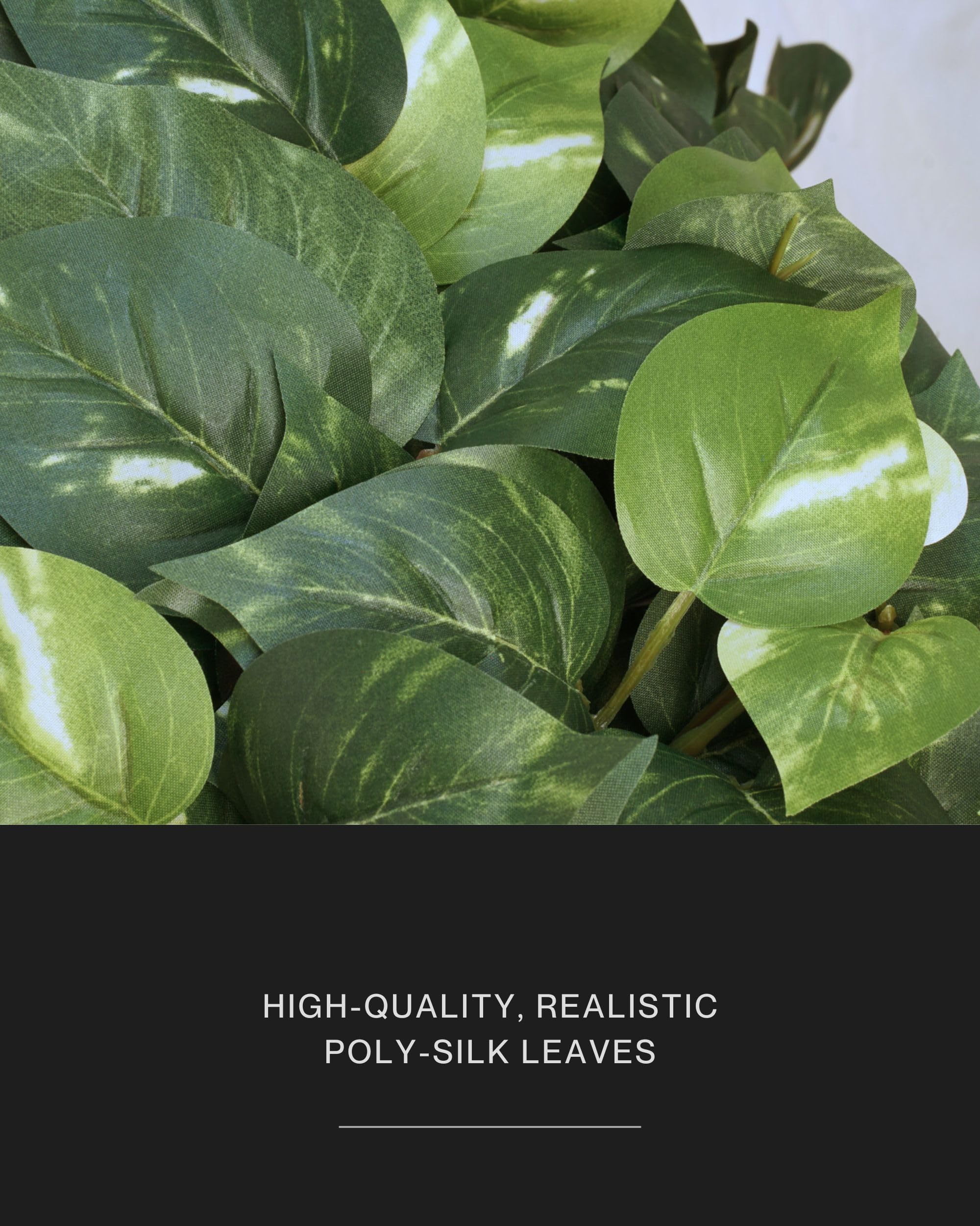 Retrograde pothos ivy 32in variegated leaves closeup; realistic texture.