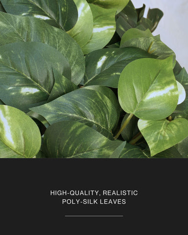 Retrograde pothos ivy 32in variegated leaves closeup; realistic texture.