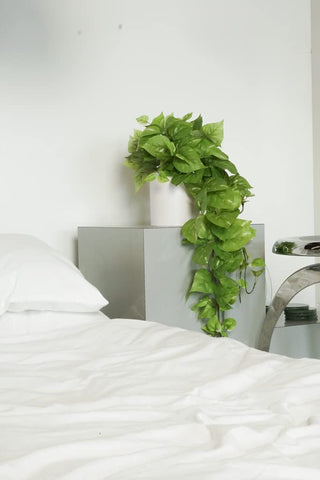 Retrograde pothos plant in a stylish indoor scene for shelves and tabletops.