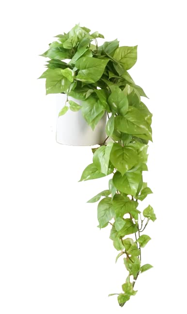 Retrograde pothos ivy plant large close-up leaves for lush indoor greenery.