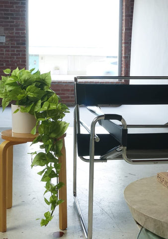 Retrograde pothos plant brightens living room setups and workspaces.