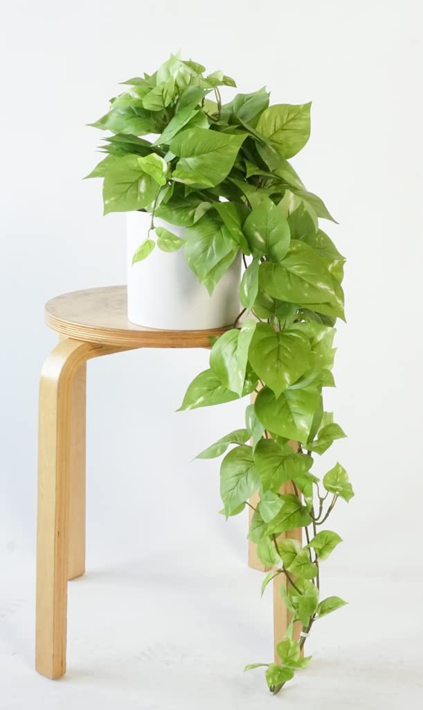 Retrograde pothos packaging-ready with care-friendly design for quick setup.