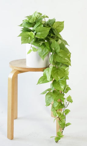 Retrograde pothos packaging-ready with care-friendly design for quick setup.