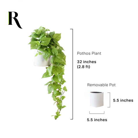 Soft green tones suit modern rooms with Retrograde pothos.