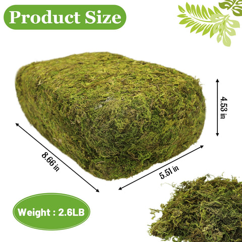 Riare fresh forest green moss texture adds realism to terrarium projects.