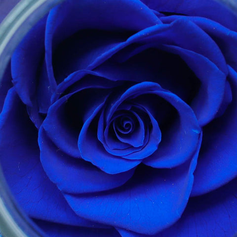 roliys preserved rose size 4-3-inch for reference