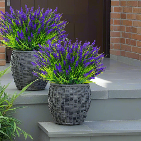 Rowfad front porch lavender flowers brightening entry with low maintenance