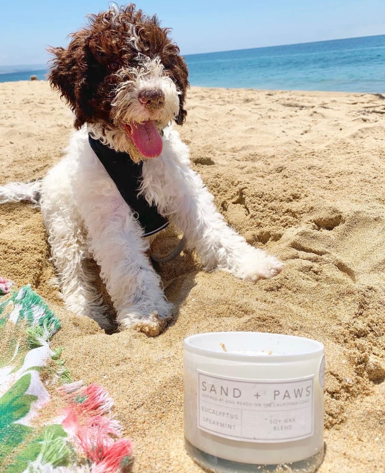 Sand + Paws top notes pineapple and berries brighten rooms.